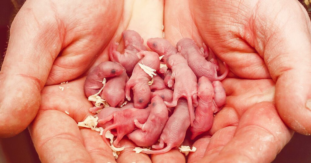 giving-baby-mice-this-drug-makes-them-live-10-percent-longer