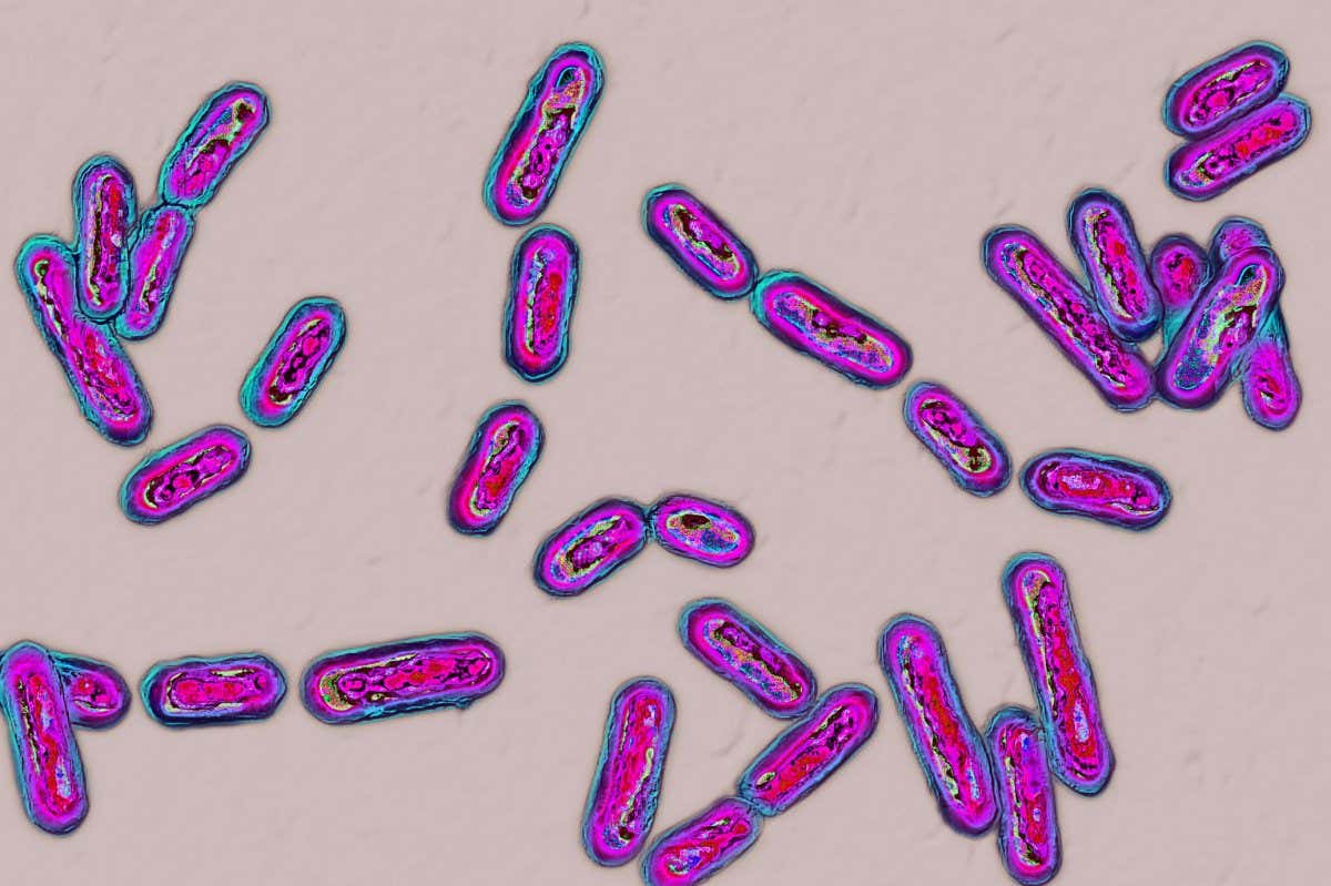 first-faecal-transplant-treatment-approved-for-use-in-the-us