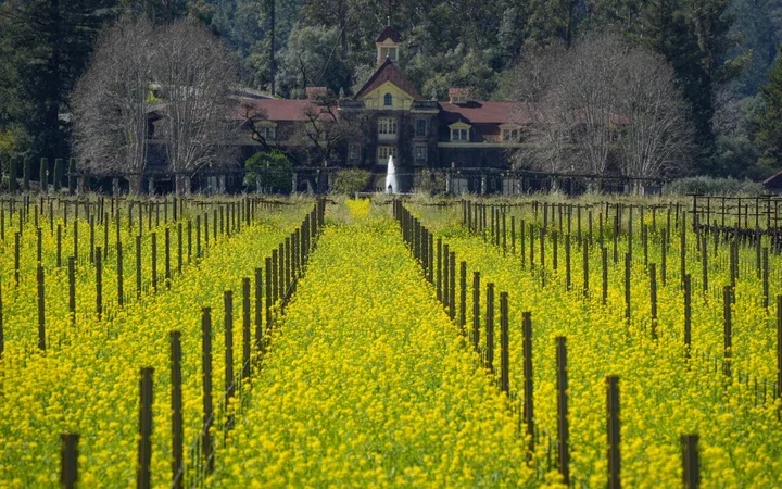 Golden Mustard Fields: Northern California's Hidden Gem