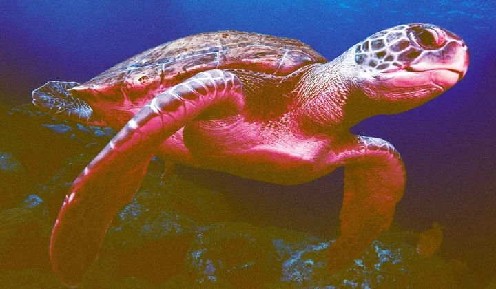 Seafood Roulette: The Deadly Consequences of Consuming Sea Turtle Meat