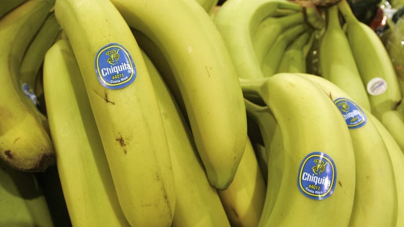 Banana Drama: Chiquita Brands Held Liable for Colombia Deaths, Faces $38.3M Payout
